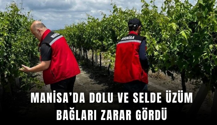 Manisa’da dolu ve selde üzüm bağları zarar gördü