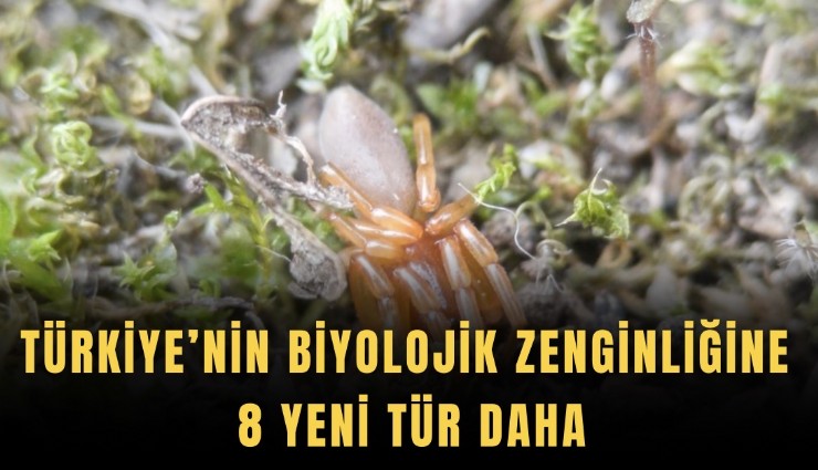 Türkiye’nin biyolojik zenginliğine 8 yeni tür daha