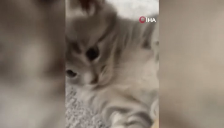 Yavru kedileri kaybolan kadın güvenlik kameralarını izleyince gözlerine inanamadı
