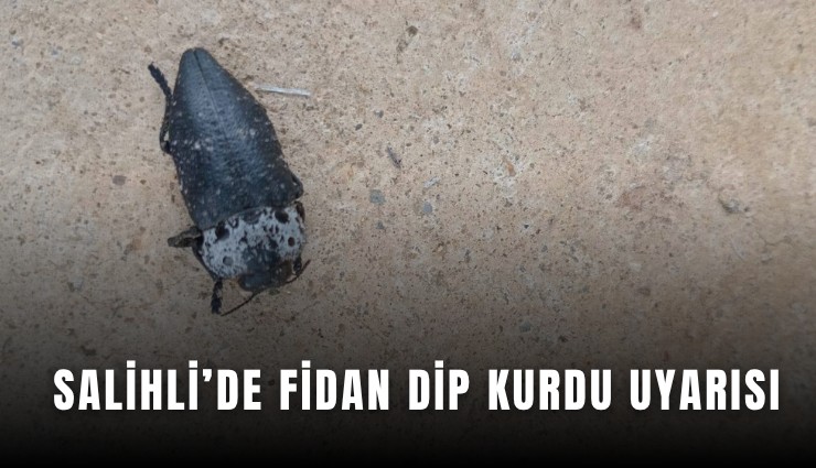 Salihli’de fidan dip kurdu uyarısı