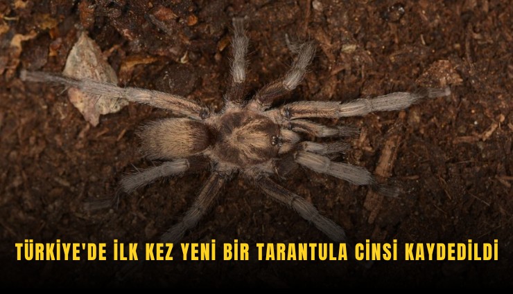 Türkiye'de ilk kez yeni bir tarantula cinsi kaydedildi