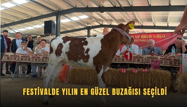 Festivalde yılın en güzel buzağısı seçildi