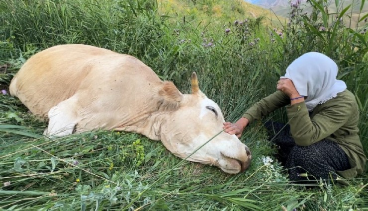 Hakkari'de ineği telef olan Ayni teyzeye yardım eli