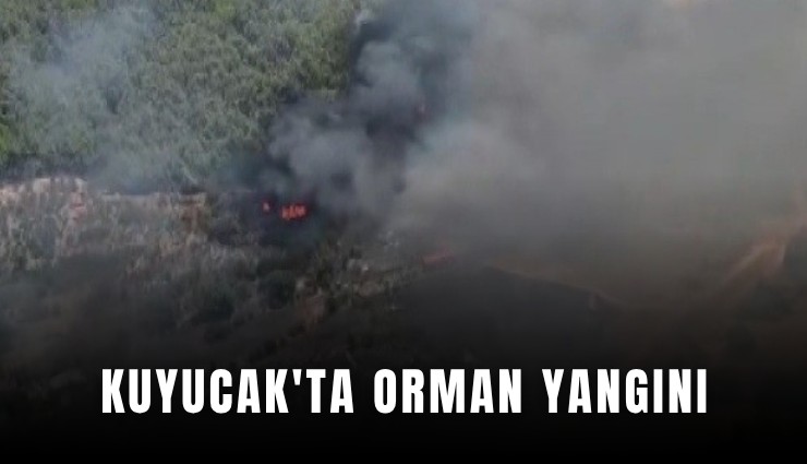 Kuyucak'ta orman yangını