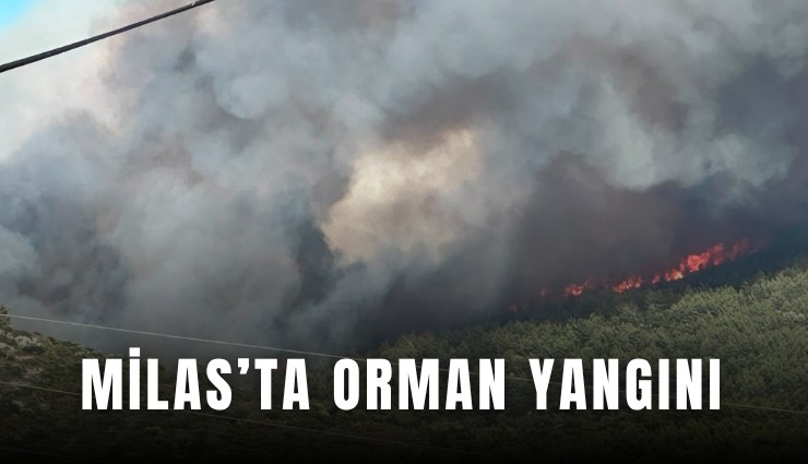 Milas’ta orman yangını