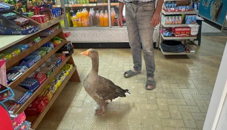 Ölmek üzereyken kurtardığı kaz en sadık dostu oldu