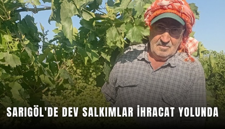 Sarıgöl'de dev salkımlar ihracat yolunda