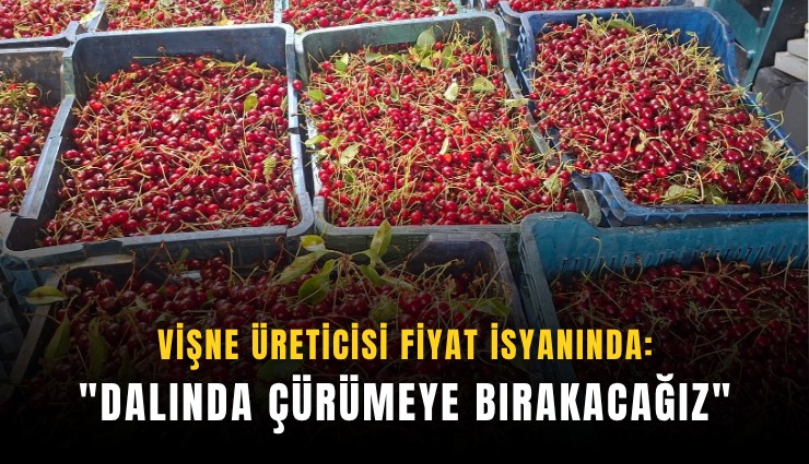 Vişne üreticisi fiyat isyanında: 'Dalında çürümeye bırakacağız'